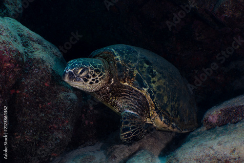 Green Turtle resting on rocks in Kauai, Hawaii