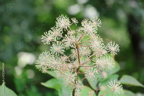 Udo flowers blooming in the mountains like fireworks