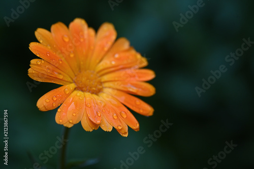 Obraz na płótnie calendula macro con gocce 