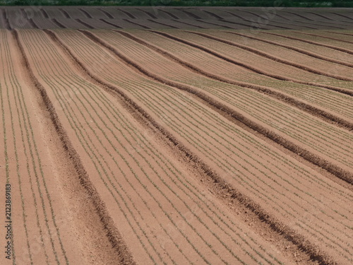 Photography undulating furrows of freshly ploughed field with first green shoots appearing