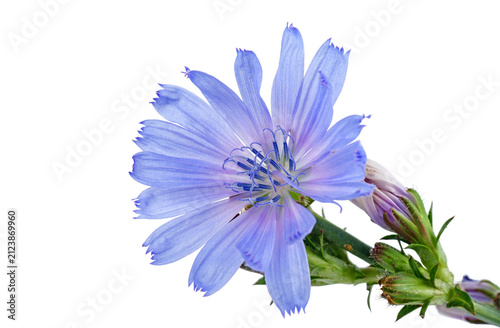 Chicory flower isolated on white background