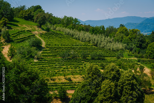 Принти на полотні Lush green vineyard landscape on hillside in Bergamo, Italy, with rows of grapev