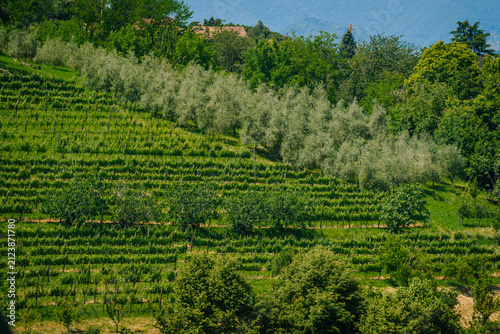 Картината върху платно Lush green vineyard landscape in Bergamo, Italy, featuring rows of grapevines an