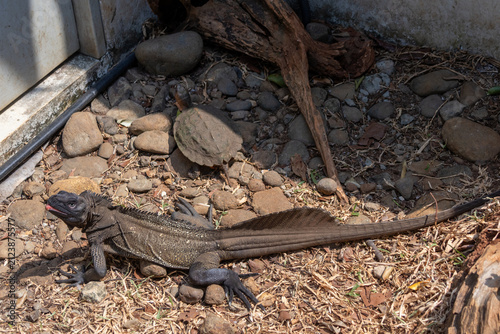 Фотография Sailfin lizard, a remarkable reptile known for its large dorsal fin