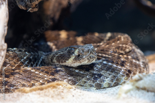 Obraz na plátne Eastern Diamondback Rattlesnake, one of the largest venomous snakes in North Ame