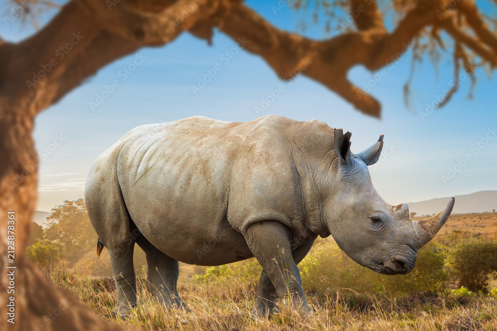 Fototapeta premium Wildlife Safari. White rhinoceros walks across the Kenyan savanna in natural habitat surrounded by dry grassland and acacia trees in East Africa.
