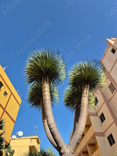 Desert palm trees against blue sky and buildings