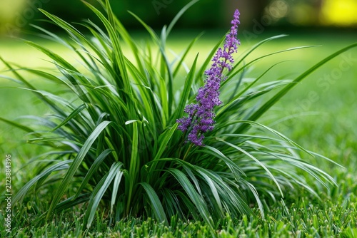 Ornamental liriope growing along a grassy lawn in a cheerful summer garden