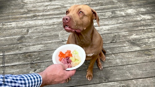 Foto Cute brown Pit bull patiently waiting for healthy meal with raw meat and fresh vegetables