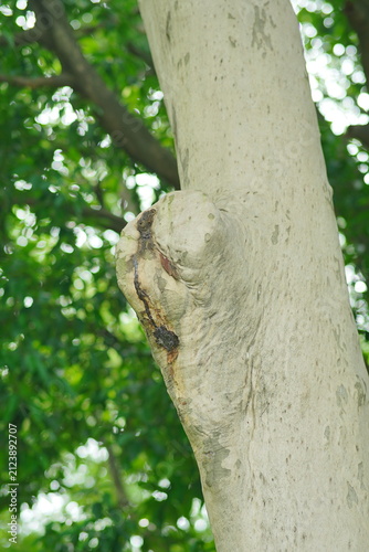 Fotografie Close up view of a tree trunk bark texture with a small growth nodule high quali