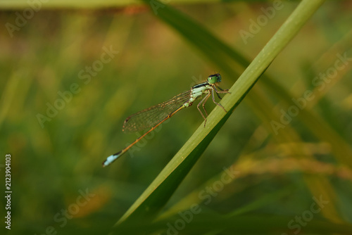 Tropical Bluetail Ischnura senegalensis