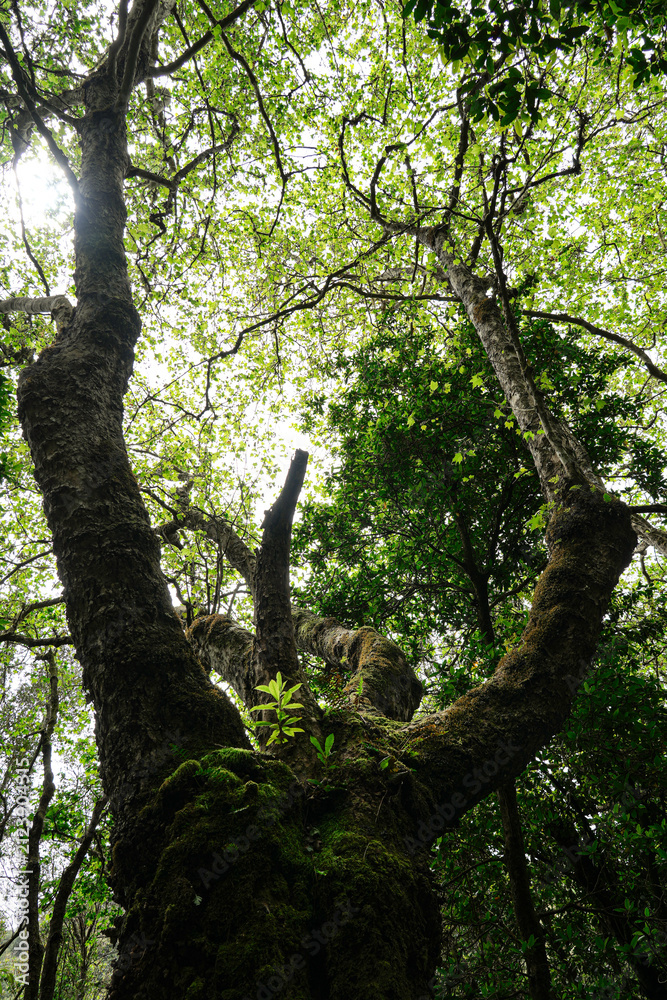 Fototapeta premium A magnificent old tree covered in moss, its twisting branches stretching through a dense green forest canopy. Sunlight filters through the leaves, creating a dramatic natural woodland scene.