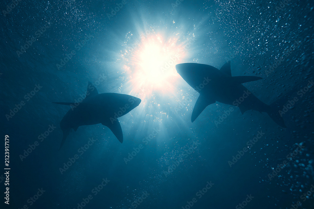 Obraz premium A dramatic underwater scene showing the silhouettes of sharks swimming towards the surface, with rays of light.