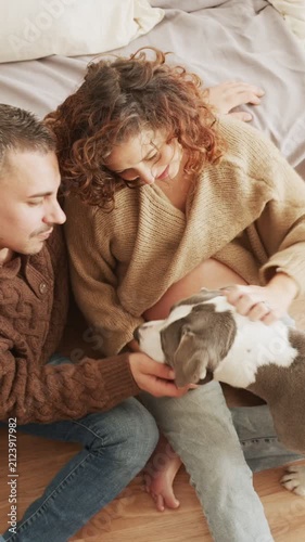 Dog licking pregnant woman's belly at home
