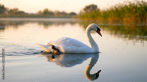 Graceful White Swan Gliding on Calm Lake at Golden Hour with Perfect Reflection