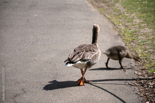 Gray goose walking with its gosling. The image captures a peaceful moment in nature, highlighting wildlife and family bonds.