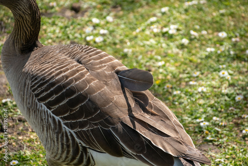 фотографія Close-up of a grey goose resting on green grass