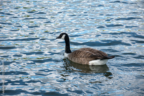 Cuadro en lienzo Canada goose swimming gracefully on a rippling lake
