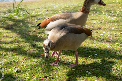 Fotografie Two Egyptian geese grazing together on green grass in a park