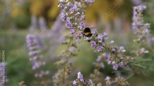 A bumblebee collects nectar and pollinates soft purple chaste tree flowers in a sunny outdoor setting. For honey producers, environmental campaigns, educational videos on pollination and wildlife