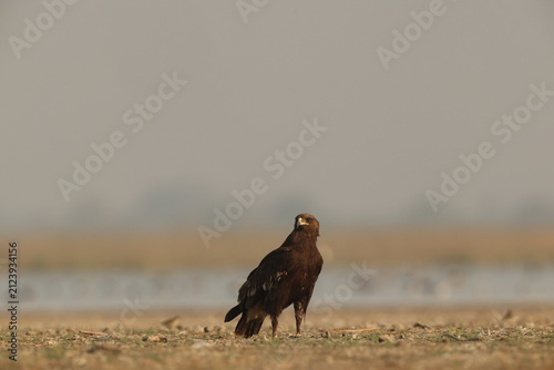 Foto The greater spotted eagle (Clanga clanga), also called the spotted eagle, is a large migratory bird of prey in the family Accipitridae