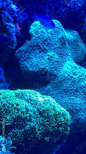 Tropical marine damselfish and stripey hawk fish swimming in coral aquarium. Vertical 4K slow motion footage