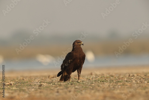 Фотография The greater spotted eagle (Clanga clanga), also called the spotted eagle, is a large migratory bird of prey in the family Accipitridae