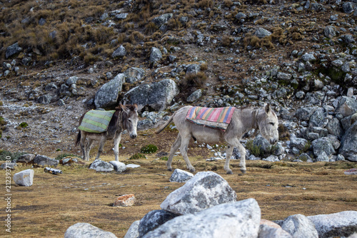 Obraz na plátně Two pack donkeys walking through a rocky mountain landscape