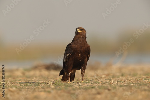 Photography The greater spotted eagle (Clanga clanga), also called the spotted eagle, is a large migratory bird of prey in the family Accipitridae