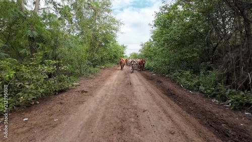 A herd of cows is walking on a dirt road in the rural forest.