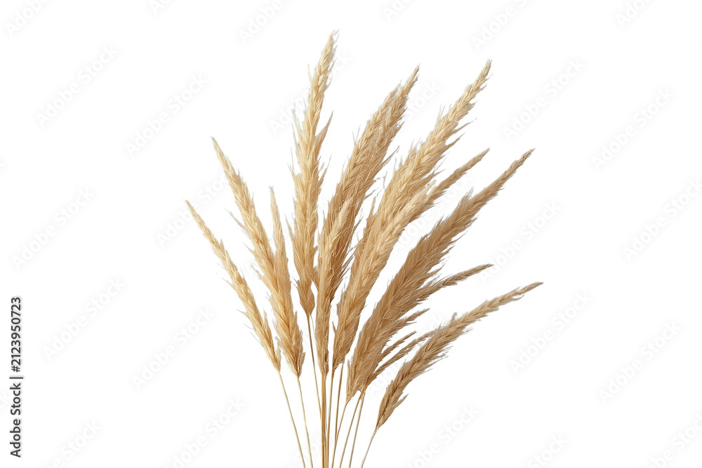 Fototapeta premium Bundle of tall golden grain stalks isolated on transparent background