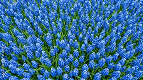 A vibrant field of blue Muscari flowers seen from above against a bright background.