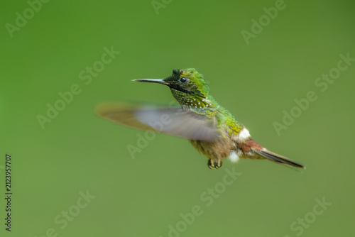 Foto Male festive coquette (Lophornis chalybeus) hovering in mid-air against a seamless soft green background, Atlantic Forest, Brazil