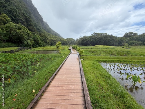 Traditional Hawaiian farming of taro, or kalo, on the north shore of Kauai with a boardwalk leading deeper into the mountain scene