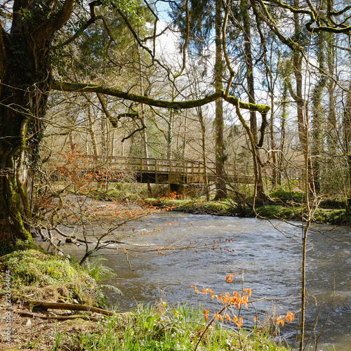 Woodland stream flows gently beneath mossy trees. Bright orange leaves dot the bank's edge. Rustic wooden bridge arches over the water. Sunlight filters through bare branches above