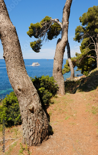 Sunlit pine trees frame a coastal path