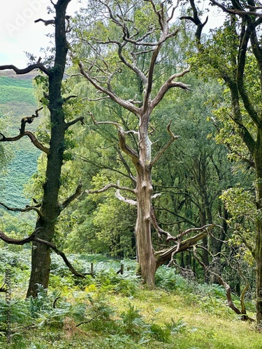 Ancient tree stands tall, limbs twisted in wind's embrace