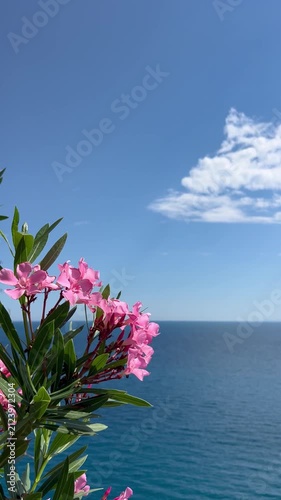 Sea scenery with oleander flowers by the coast	
