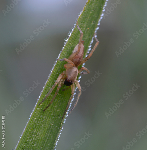 Yellow Sac Spider Cheiracanthium sitting on a dew covered grass leaf