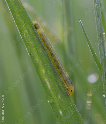 Grass Sawfly Larva Dolerus gonager crawling on a grass leaf