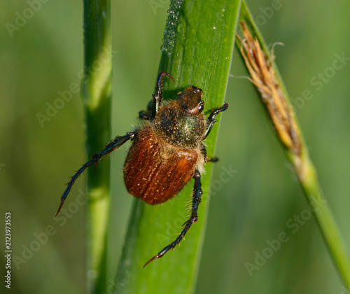 Garden Chafer Phyllopertha horticola climbing on a grass leaf