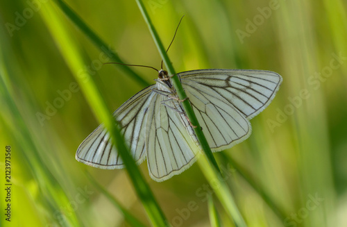 Black Veined Moth Siona lineata resting on a grass stem