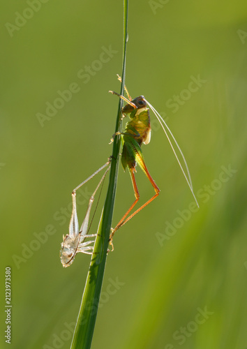 Great Green Bush Cricket Tettigonia viridissima molting on a grass blade