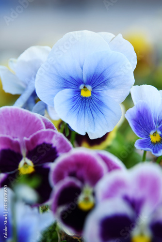 A close-up of a beautiful blue pansy blooming in a spring garden. Viola tricolor.