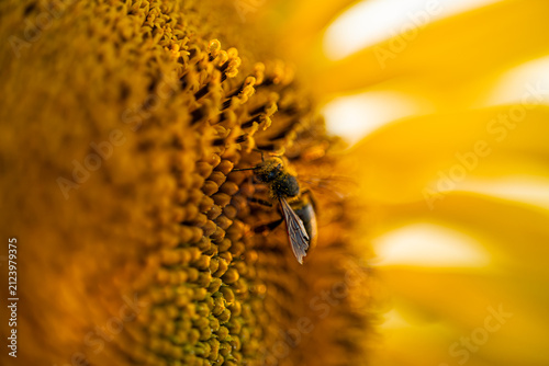 Close Up View of Honeybee Landing on Sunflower Texture During Pollination Process