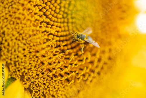 Close Up View of Honeybee Landing on Sunflower Texture During Pollination Process