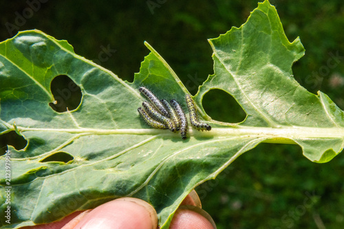 Bild auf Leinwand Cabbage white butterfly larvae: gardener hand holding a damaged leaf
