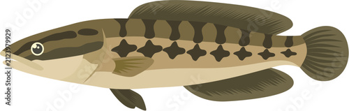 Illustration of a Channa Argus, commonly known as Northern Snakehead fish, with its distinctive markings and fins