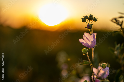 Sun Low on Horizon Illuminating Wildflowers and Grasses in Countryside Field