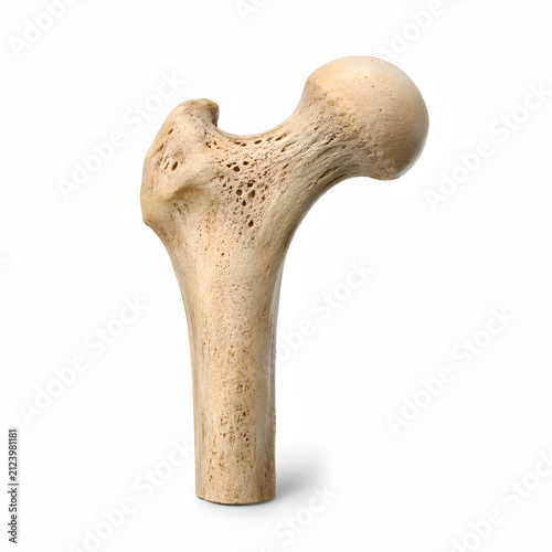 Osteopenia bone with reduced cortical thickness, isolated medical 3D anatomy render on clean background for healthcare design, medical education, patient information, and clinical presentations